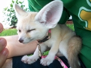 Cute Fennec Fox for sale