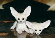 Sweet Fennec Fox babies available for sale.